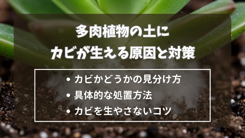 多肉植物の土にカビが生える原因から対策まで詳しく紹介します 