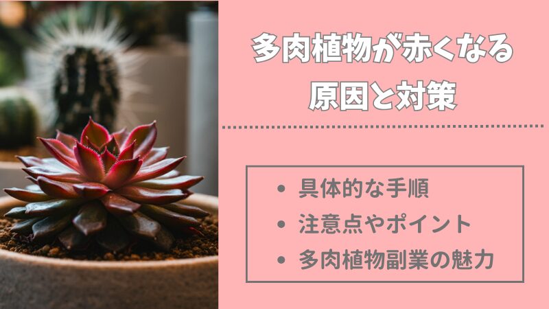 多肉植物が赤くなるのはやばい？健康状態の見分け方と対処法を徹底解説！ 