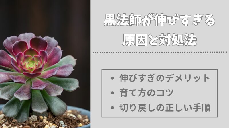 多肉植物の黒法師が伸びすぎてしまう原因と正しい切り戻しの方法 