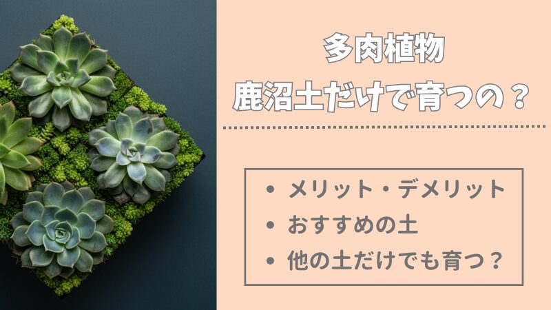 多肉植物を鹿沼土のみで育てられる？デメリットを知り失敗を回避！ 