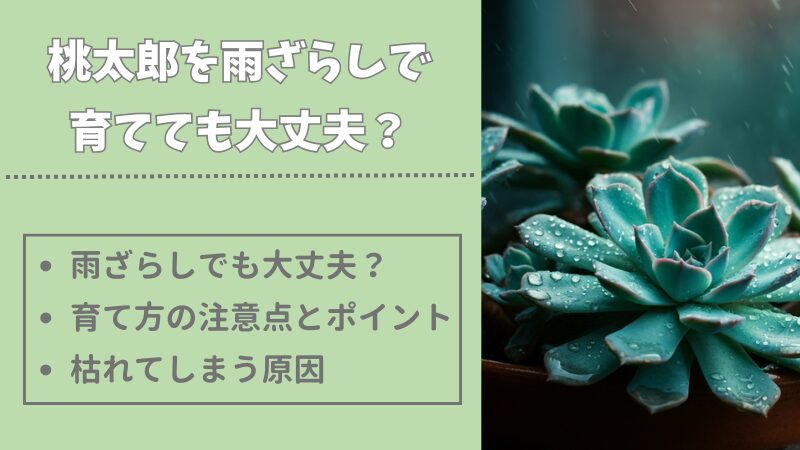 多肉植物の桃太郎を雨ざらしでも元気に育てる方法と注意点を詳しく解説 