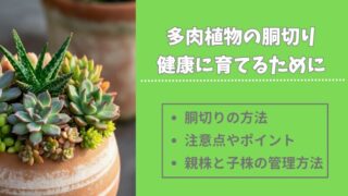 【多肉植物の胴切り】親株を健康に保つための具体的な対策 