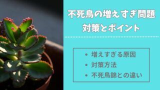 多肉植物の不死鳥が増えすぎる原因と具体的な対処法を紹介 