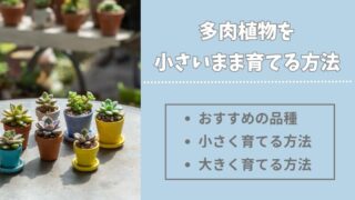 多肉植物を小さいまま育てる方法とおすすめ品種を紹介 