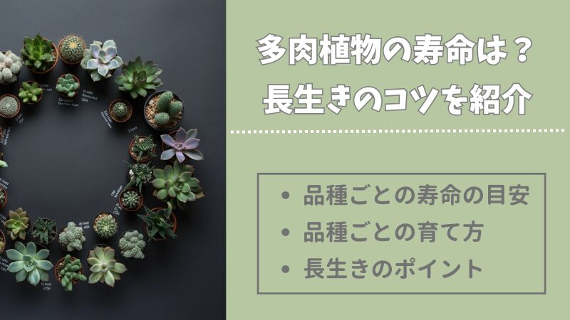 多肉植物の寿命を徹底解説！長く楽しむための育て方ガイド 