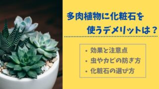 多肉植物に化粧石を使う際のデメリットと注意点を徹底解説 