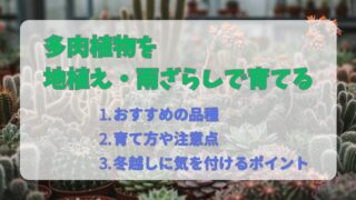 多肉植物は地植え・雨ざらしでも育つ？失敗しないためのポイントを解説 